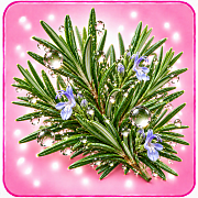 Розмарин